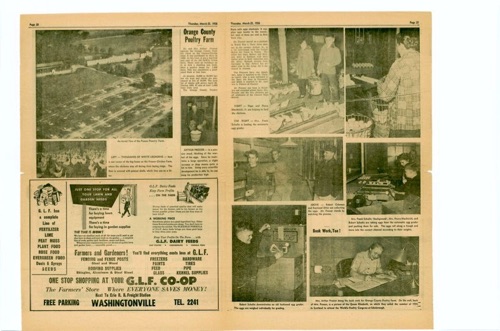 Orange County Post article featuring Mr. and Mrs. Arthur Prosser's Orange County Poultry Farm on the Florida Road - Thursday, March 22, 1956. chs-006498
